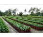 Lo thua lỗ, nhà vườn giảm số lượng hoa Tết