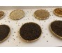 Giá tiêu tiến dần mốc 100.000 đồng/kg, động lực nào đẩy giá tăng tiếp