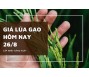 Giá lúa gạo hôm nay 26/8