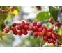Giá cà phê chạm mức cao nhất kể từ năm 1997