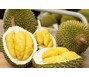 Xuất khẩu sầu riêng sang Trung Quốc giảm hơn 83% trong tháng đầu năm