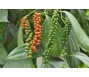 Tồn kho thấp, nhu cầu cao đẩy giá tiêu tăng mạnh