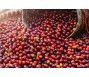 Lần đầu tiên xuất khẩu cà phê vượt mốc 5 tỷ USD