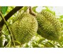 Doanh nghiệp thua lỗ vì hiện tượng tranh mua sầu riêng