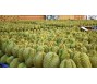 Thái Lan có động thái củng cố ngôi vương xuất khẩu sầu riêng...