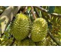 ... sầu riêng của Việt Nam chưa cạnh tranh lại hàng Thái Lan, Malaysia