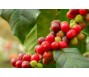 Giá cà phê tiếp tục chinh phục đỉnh 47 năm