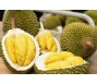 Xuất khẩu sầu riêng tăng tốc nhưng giá lao dốc