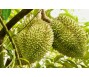 Sầu riêng chiếm gần một nửa tổng kim ngạch xuất khẩu rau quả của Việt Nam