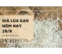 Giá lúa gạo hôm nay 29/9
