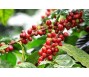 Doanh nghiệp cà phê trước áp lực chạy đua với quy định chống phá rừng của EU