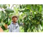 Giải mã bí ẩn cây bơ 034 đầu dòng trứ danh ở Lâm Đồng