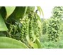 Mất động lực từ thị trường Trung Quốc, giá tiêu giảm mạnh