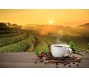 Giá cà phê xuất khẩu giảm mạnh sau khi Việt Nam bước vào vụ thu hoạch 2023-2024