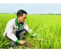Xoay xở trước 