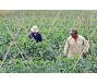 Công bố cách phòng, trừ bệnh xoăn lá trên cây cà chua