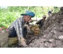 Khoai lang tím mỏi mòn chờ thị trường Trung Quốc