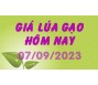 Giá lúa gạo hôm nay 7/9