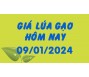 Giá lúa gạo hôm nay 9/1