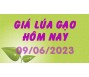 Giá lúa gạo hôm nay 9/6
