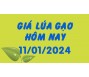 Giá lúa gạo hôm nay 11/1