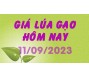 Giá lúa gạo hôm nay 11/9