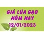 Giá lúa gạo hôm nay 12/1
