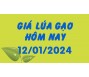 Giá lúa gạo hôm nay 12/1