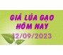 Giá lúa gạo hôm nay 12/9