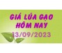 Giá lúa gạo hôm nay 13/9