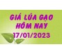 Giá lúa gạo hôm nay 17/1