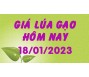 Giá lúa gạo hôm nay 18/1