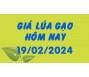 Giá lúa gạo hôm nay 19/2