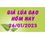 Giá lúa gạo hôm nay 26/1
