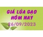 Giá lúa gạo hôm nay 26/9