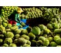 Sầu riêng xuất khẩu chính ngạch sang Trung Quốc - Bài 3: Sẵn sàng trước 