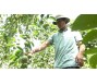 Tất bật cho xuất khẩu chanh leo sang Trung Quốc