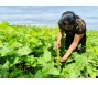 Triển vọng mới cho cây đậu nành Việt Nam
