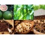 Bản tin thị trường nông, lâm, thủy sản số ra ngày 30/11/2023