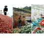 Bản tin thị trường nông, lâm, thủy sản số ra ngày 10/3/2023