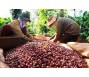 Xuất khẩu cà phê sang EU tăng kỷ lục nhờ EVFTA, cơ hội cho Việt Nam