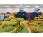 Xuất khẩu rau quả trong tháng 9 gấp 2,6 lần cùng kỳ